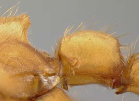 major petiole, lateral view
