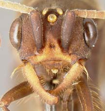 male face view