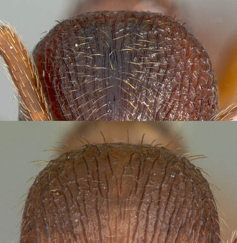 upper face of M. incompleta and M. rubra