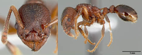 habitus of Myrmica incompleta