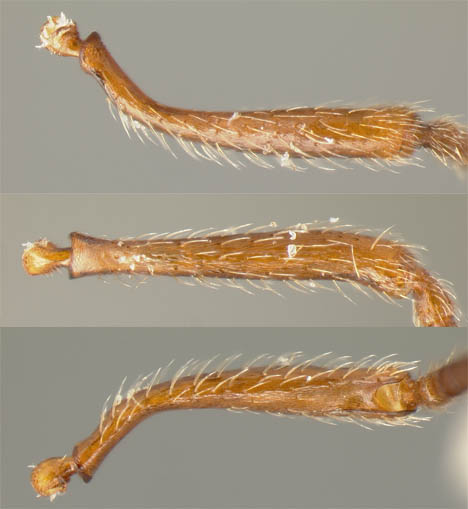 scape of Myrmica incompleta
