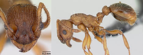 habitus of Myrmica specioides