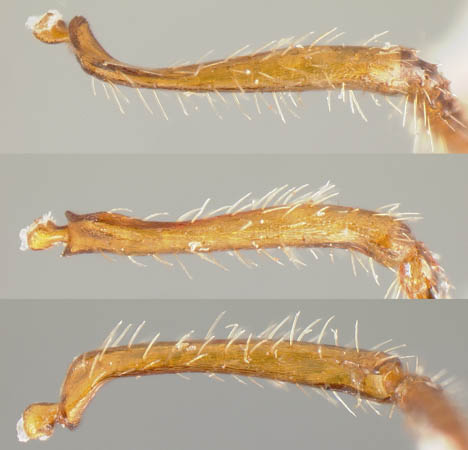 scape of Myrmica specioides
