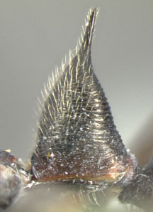 worker petiole, lateral view