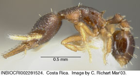 worker lateral view