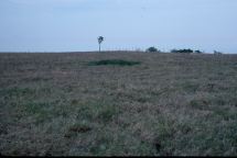 pasture mound