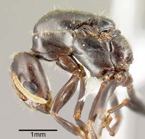 queen lateral view