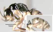 worker lateral view