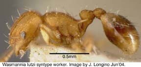syntype worker lateral view