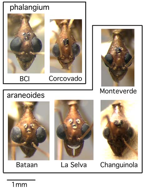 male faces