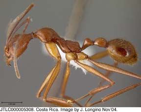 worker lateral view