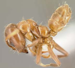 worker lateral view