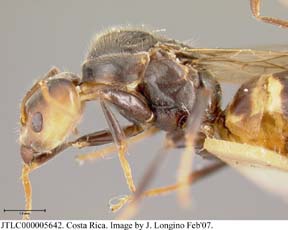 queen lateral view