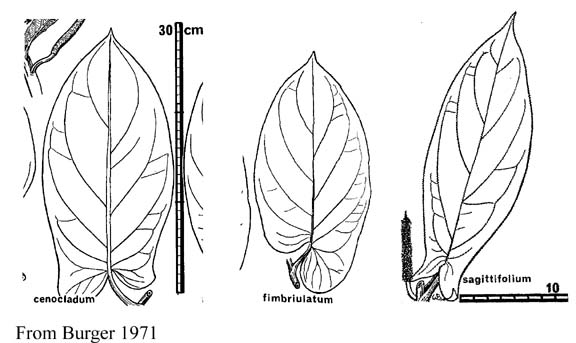 line drawings of Costa Rican ant pipers