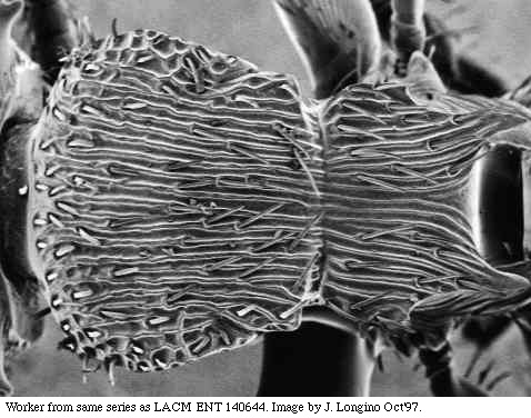 w.mesodors.sem.original