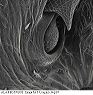 w.torulus2.sem.original