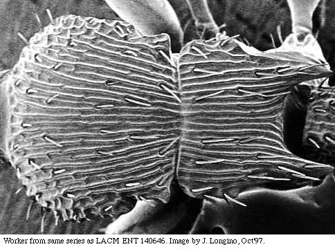 w.mesodors.sem.original