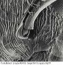 w.torulus.sem.original