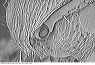 w.torulus.sem.original