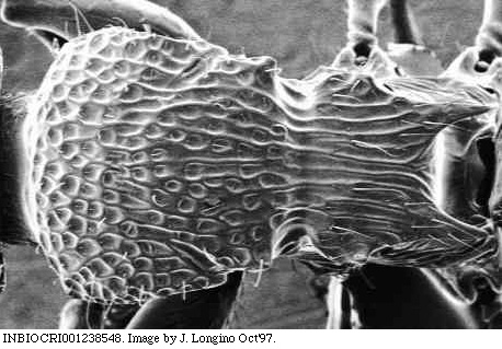 w.mesodors.sem.original