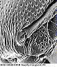 w.torulus.sem.original