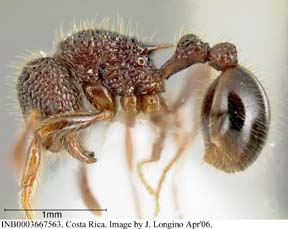 worker lateral view