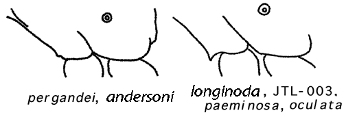 mesosternal tooth