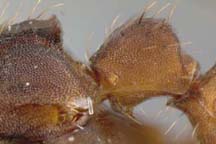 minor worker petiole, lateral view