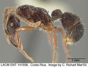 worker lateral view