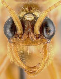 male face view