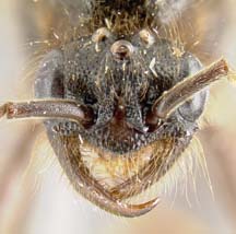 male face view