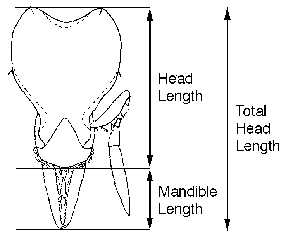 face view