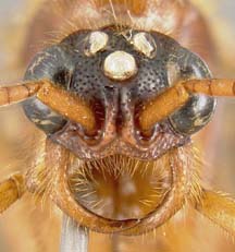 male face view