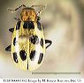 tesc000000362_d_o