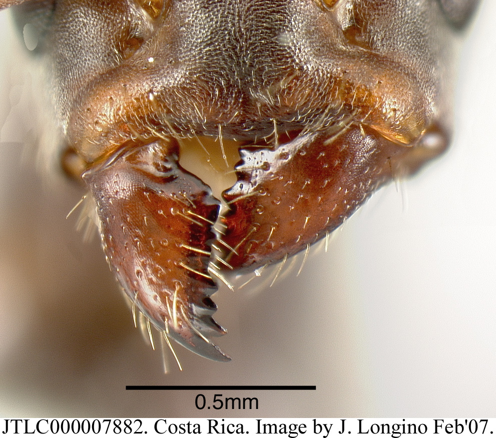 Ротовая полость насекомых. Каралацкий Жук под микроскопом. Мандибулы жука. Грызущий ротовой аппарат таракана.