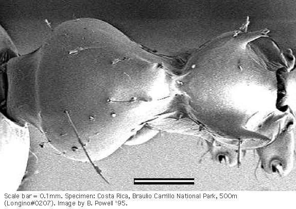 w.mesodors.sem.original