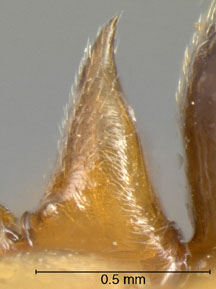 worker petiole, lateral view