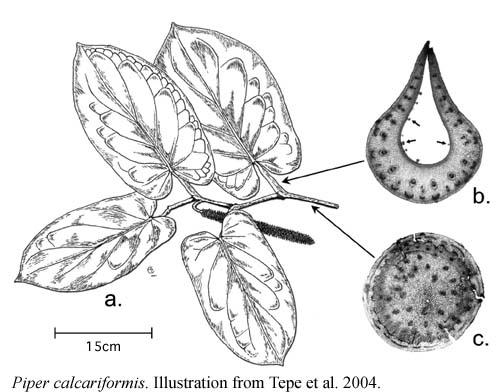 calcariformis