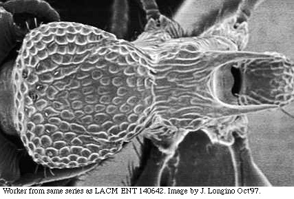 w.mesodors.sem.original