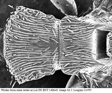 w.mesodors.sem.original