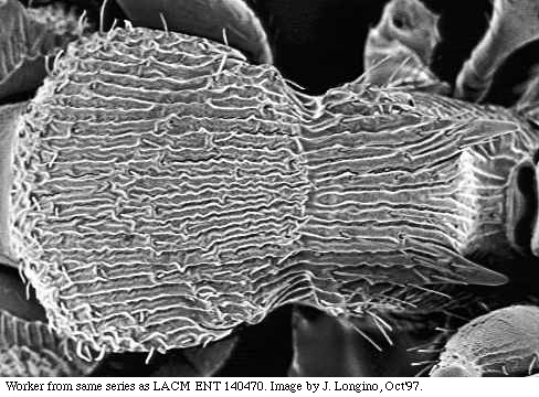 w.mesodors.sem.original