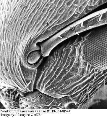 w.torulus.sem.original