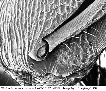 w.torulus.sem.original