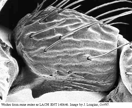 w.petiole.sem.original