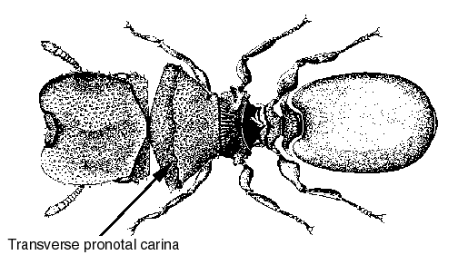 Ants of Costa Rica: Cephalotes Overview