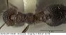 lacm_ent_144469_dors_orig