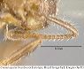antenna_orig