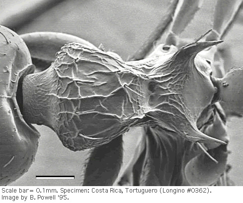 w.mesodors.sem.original