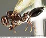inbiocri001237416_ql1_orig