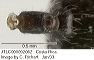 jtlc000002062_pdors_orig